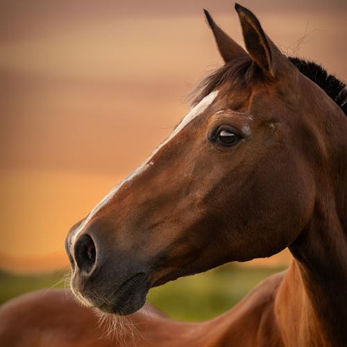 Alle dieren zijn welkom!