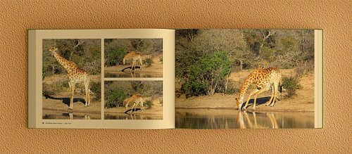 Double-page spread of the photobook showing three giraffe photos on the left page and a full-bleed giraffe photo on the right.