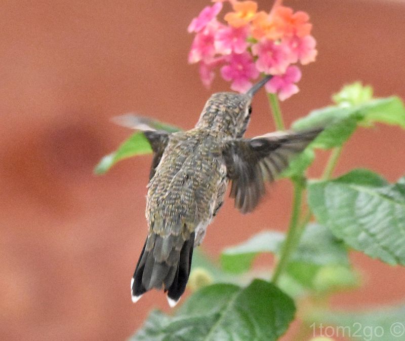 Juvenile Black-Chinned