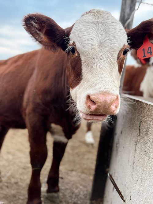 ABOUT OUR BEEF