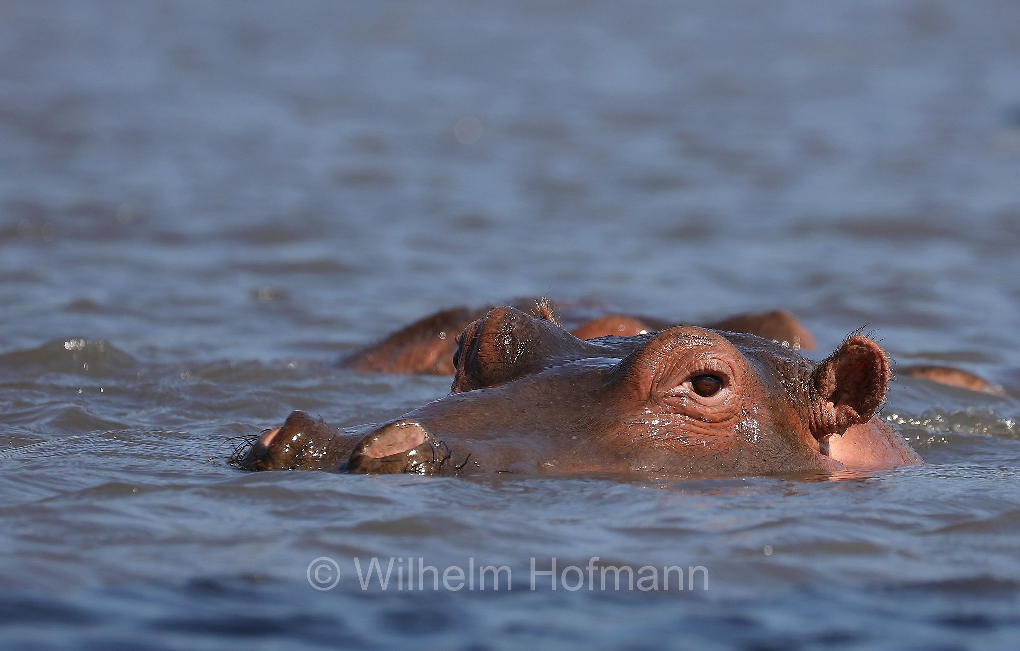 hippopotamus, hippopotamus amphibius, hippo, common hippopotamus, Nile hippopotamus, river hippopotamus, Nilpferd, Flusspferd, ippopotamo, area di conservazione di Ngorongoro, Ngorongoro Conservation Area, Ngorongoro Krater, Tanzania, Tansania