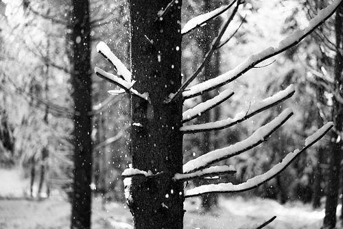 Winterlicher Pleerwald