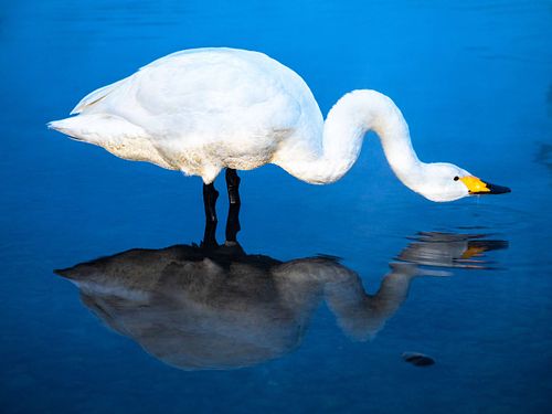 Cygnus cygnus - Whooper swan