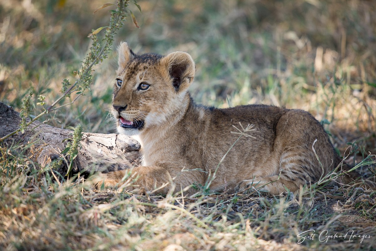 Simba