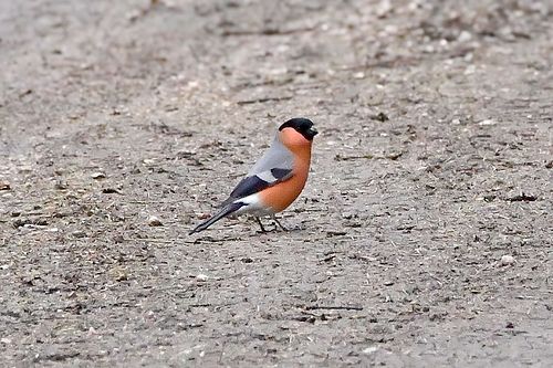 Leevikesed n&auml;itavad ennast metsateel.