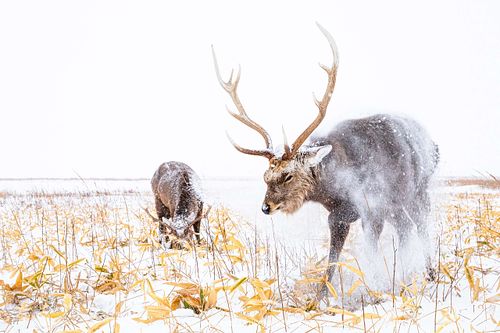 Cervus nippon yesoensis - Yezo sika deer