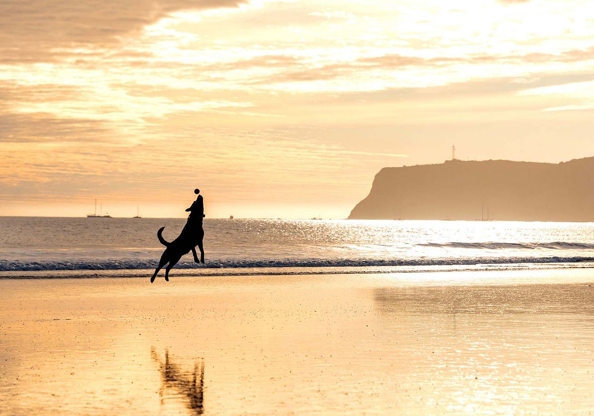 beach-photography-dog