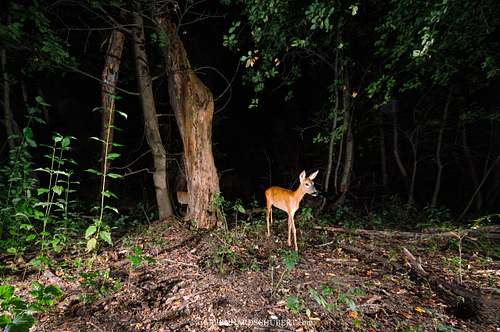 Capreolus capreolus - Roe Deer