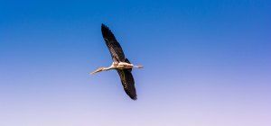 Be Prepared before shooting FLYING BIRD