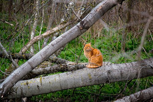Katze am Türlersee