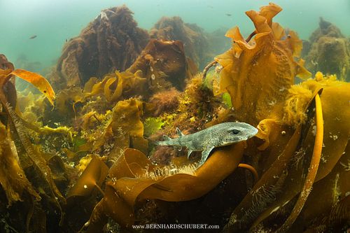 Scyliorhinus canicula - Small-spotted catshark