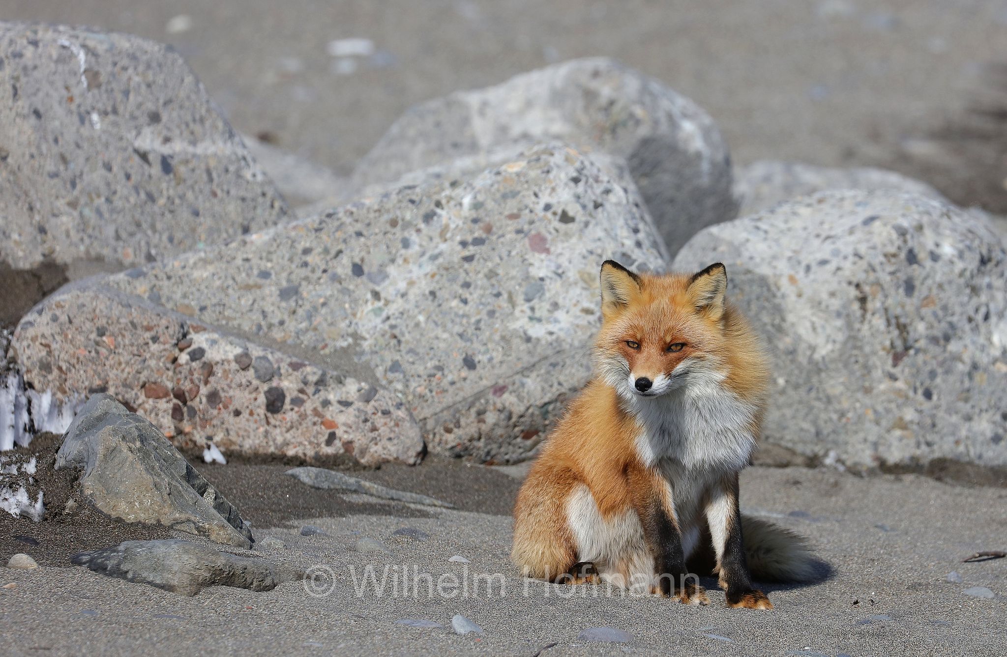 Ezo red fox, Hokkaido-Rotfuchs, Ezo-Rotfuchs, volpe rossa di Sachalin, Vulpes vulpes schrencki, Notsuke Peninsula, Notsuke Halbinsel, Penisola di Notsuke, Hokkaidō, Hokkaido, Japan, Giappone
