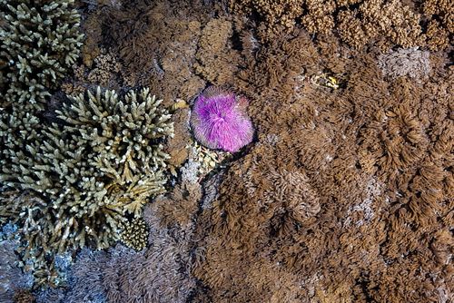 Fungia fungites - Mushroom coral