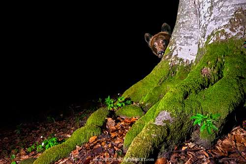 Curious Carpathian brown bear