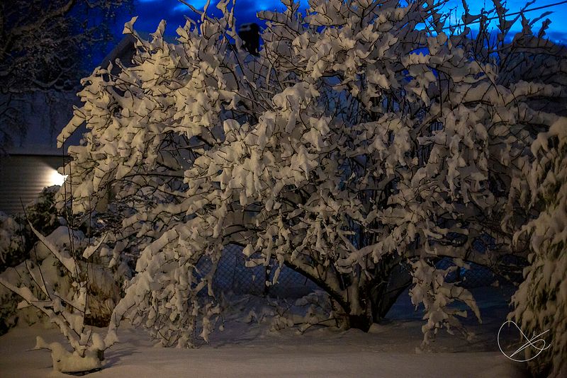 Winter wonderland in Florø