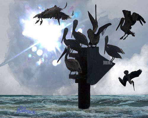 BIRDS, FISH, & EVEN DOGS