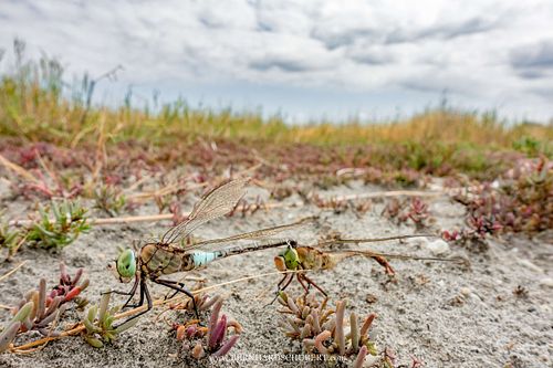 Anax parthenope - Kleine Königslibelle