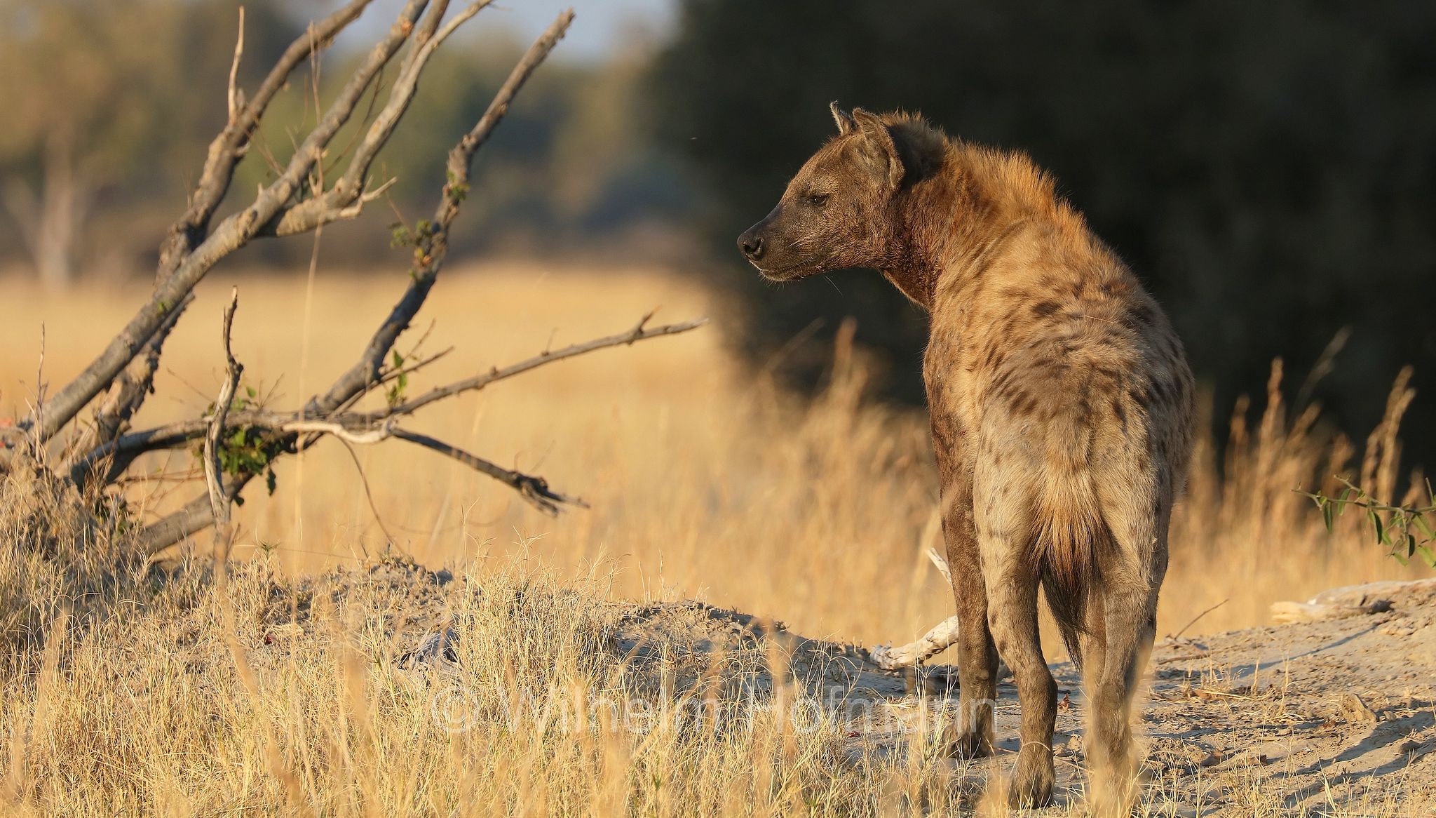 Crocuta crocuta, spotted hyena, laughing hyena, Tüpfelhyäne, Fleckenhyäne, iena macchiata, iena maculata, iena ridens﻿, Moremi Game Reserve, Moremi-Wildreservat, Okavango Delta, Okavango Grassland, Botswana, Republik Botsuana