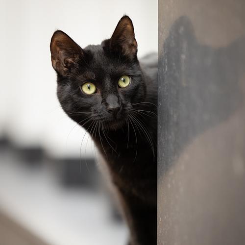 Urban huisdierenfotografie