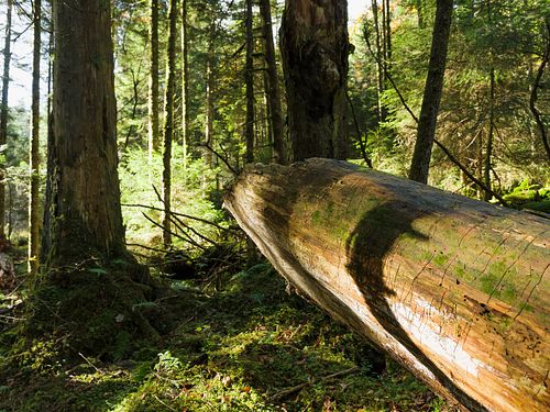 Tote Fichte im Leihubelwald