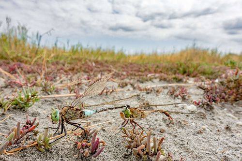 Anax parthenope - Kleine Königslibelle