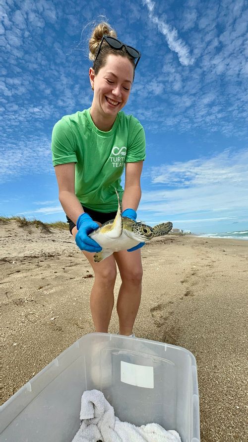 Turtle Release