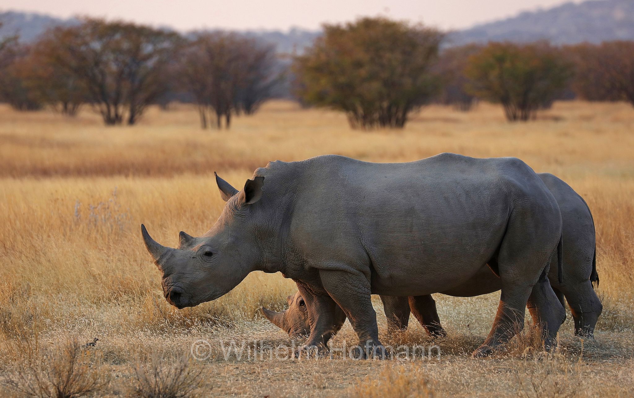 southern white rhino, southern white rhinoceros, Südliches Breitmaulnashorn, rinoceronte bianco meridionale, Ceratotherium simum simum, Etosha-Nationalpark, Etosha National Park, parco nazionale d'Etosha, Namibia