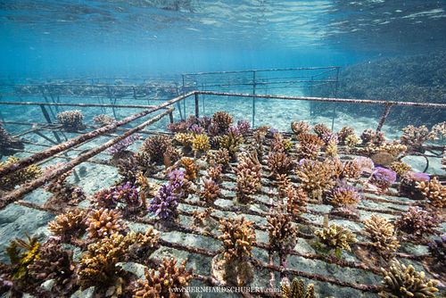 Coral farm reef restauration