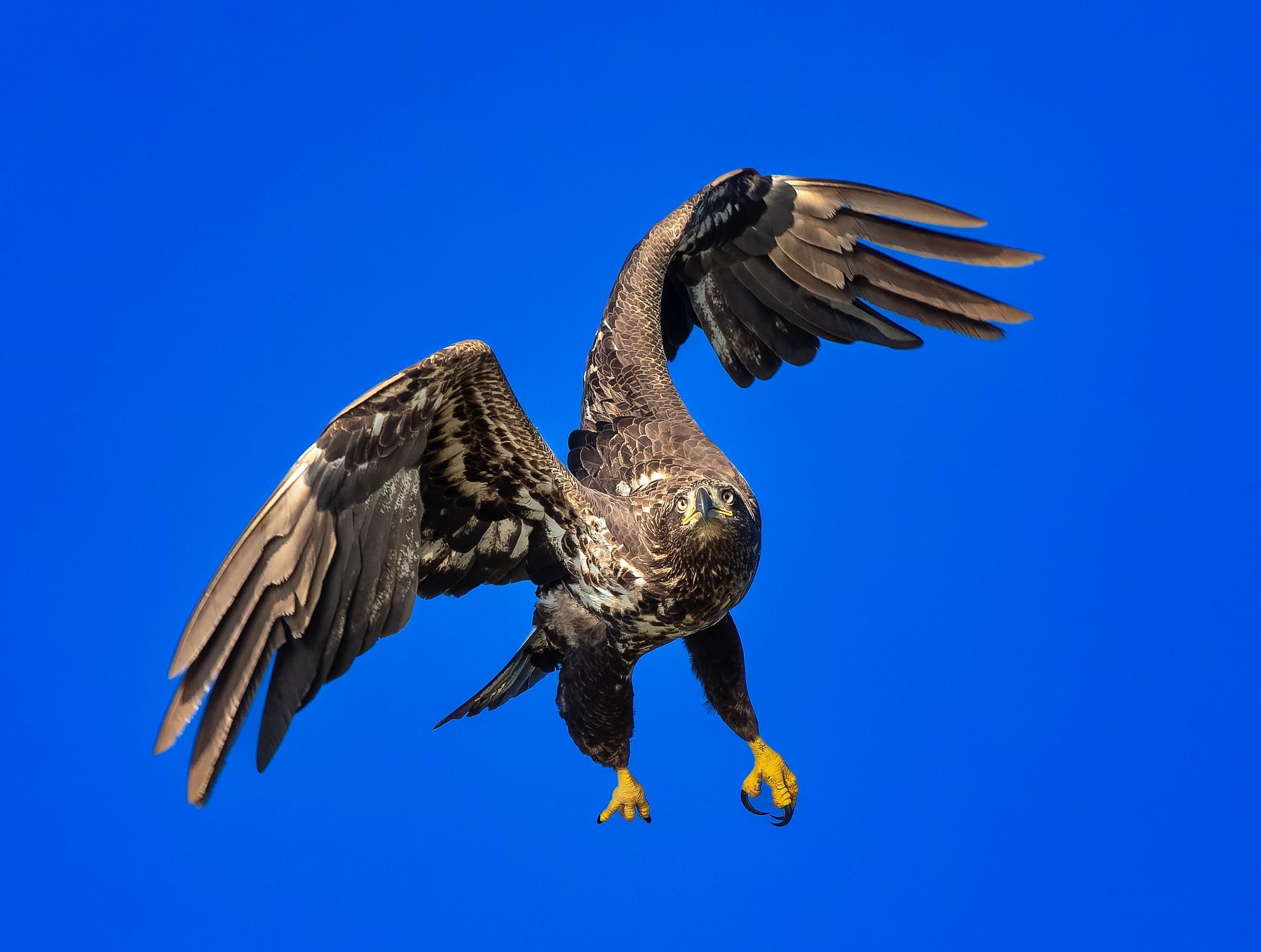 Bald Eagly