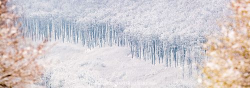 Buchenwald im Winter