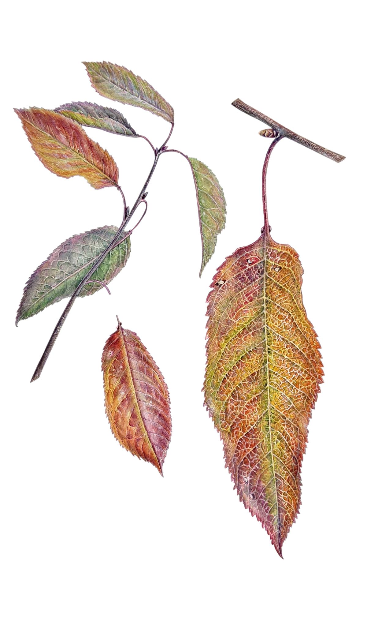 Botanical Illustration of Wild Cherry autumn leaf