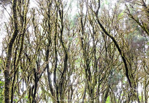 Moss-covered tree heather