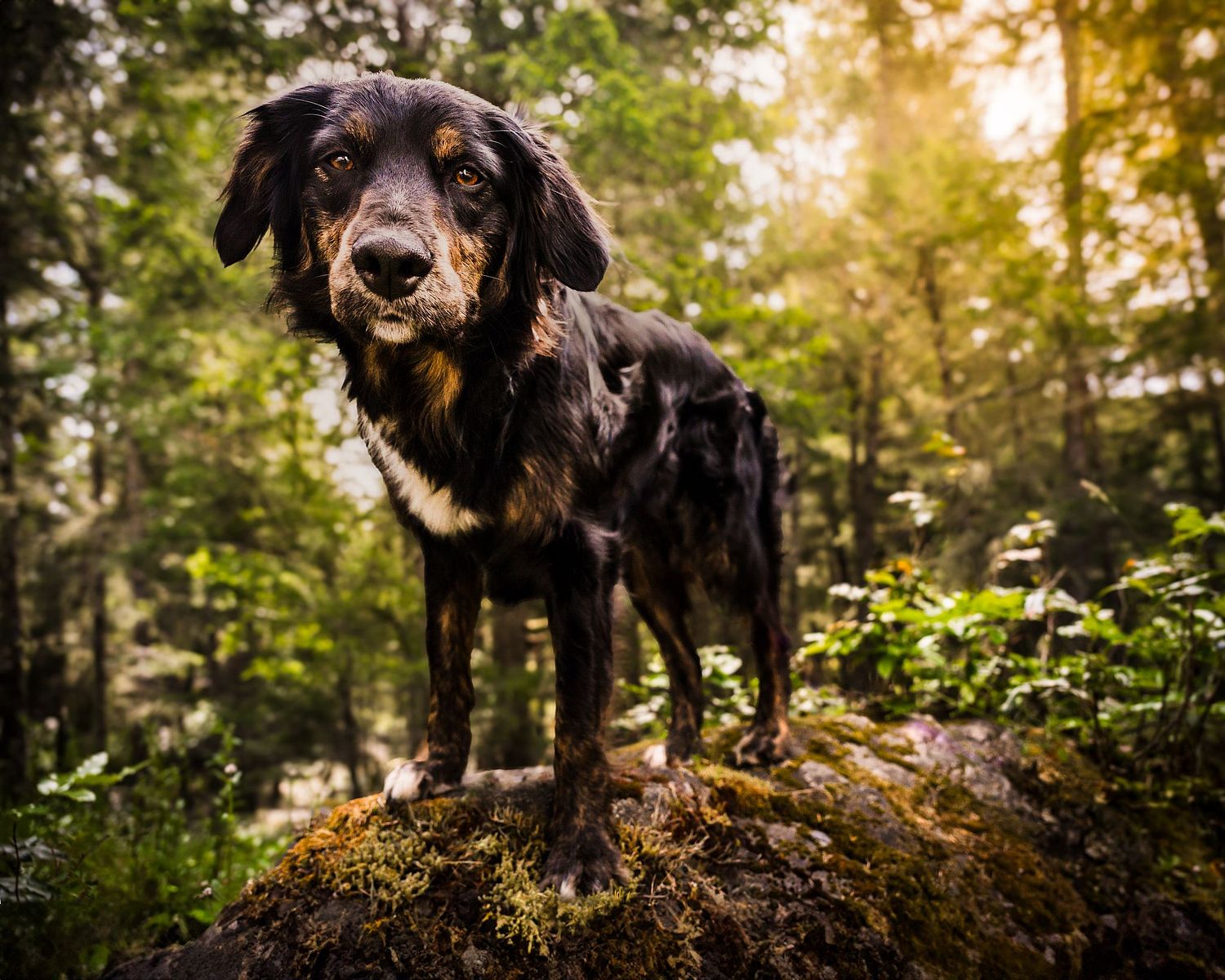 aubri poon photography specializing in pet portraiture