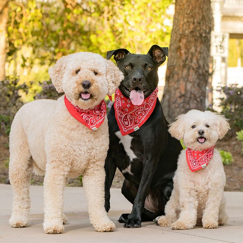 Vote for Axel, Zoey, and Coco