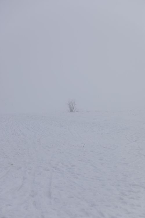Petit bosquet dans un champ enneigé enveloppé de brouillard