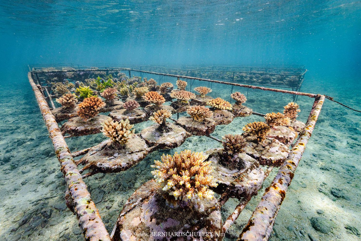 Coral Farm
