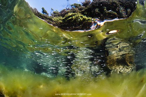 Algenblüte und Fischlarven