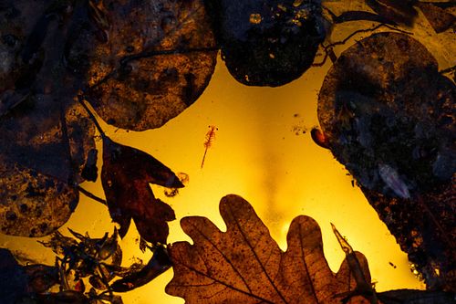 Eubranchipus grubii - Spring fairy shrimp