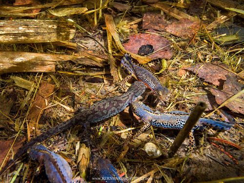 Ichthyosaura alpestris - Alpine newt