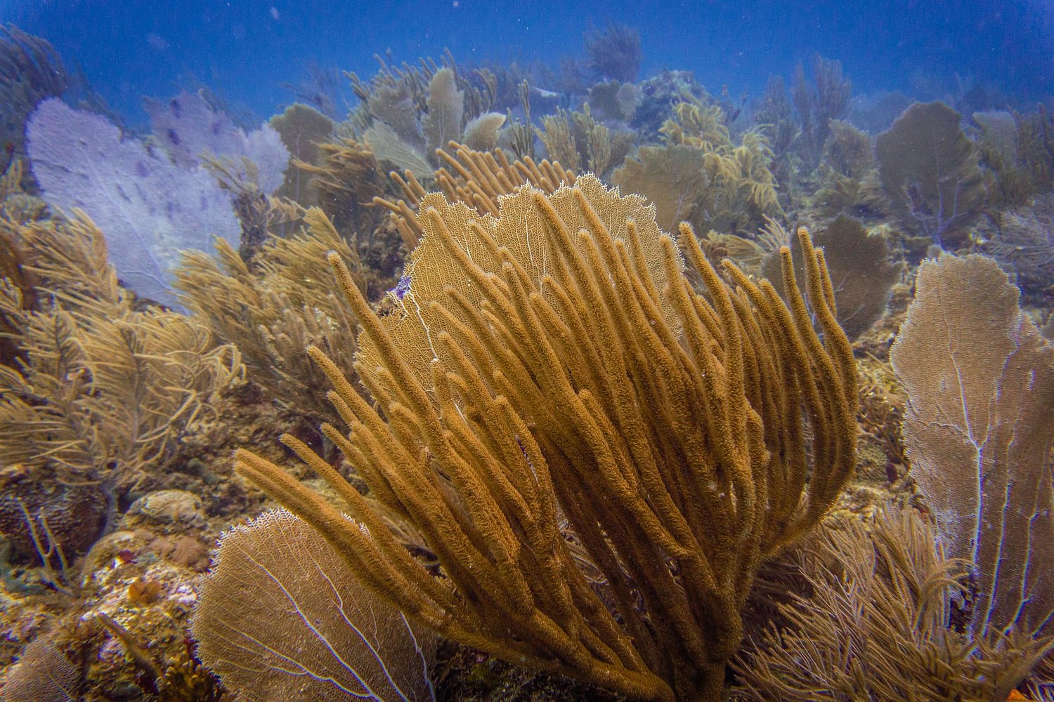 USVI.Photos